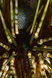 Sea urchin detail. Picture taken in Maumere, Flores, with... by Erika Antoniazzo 